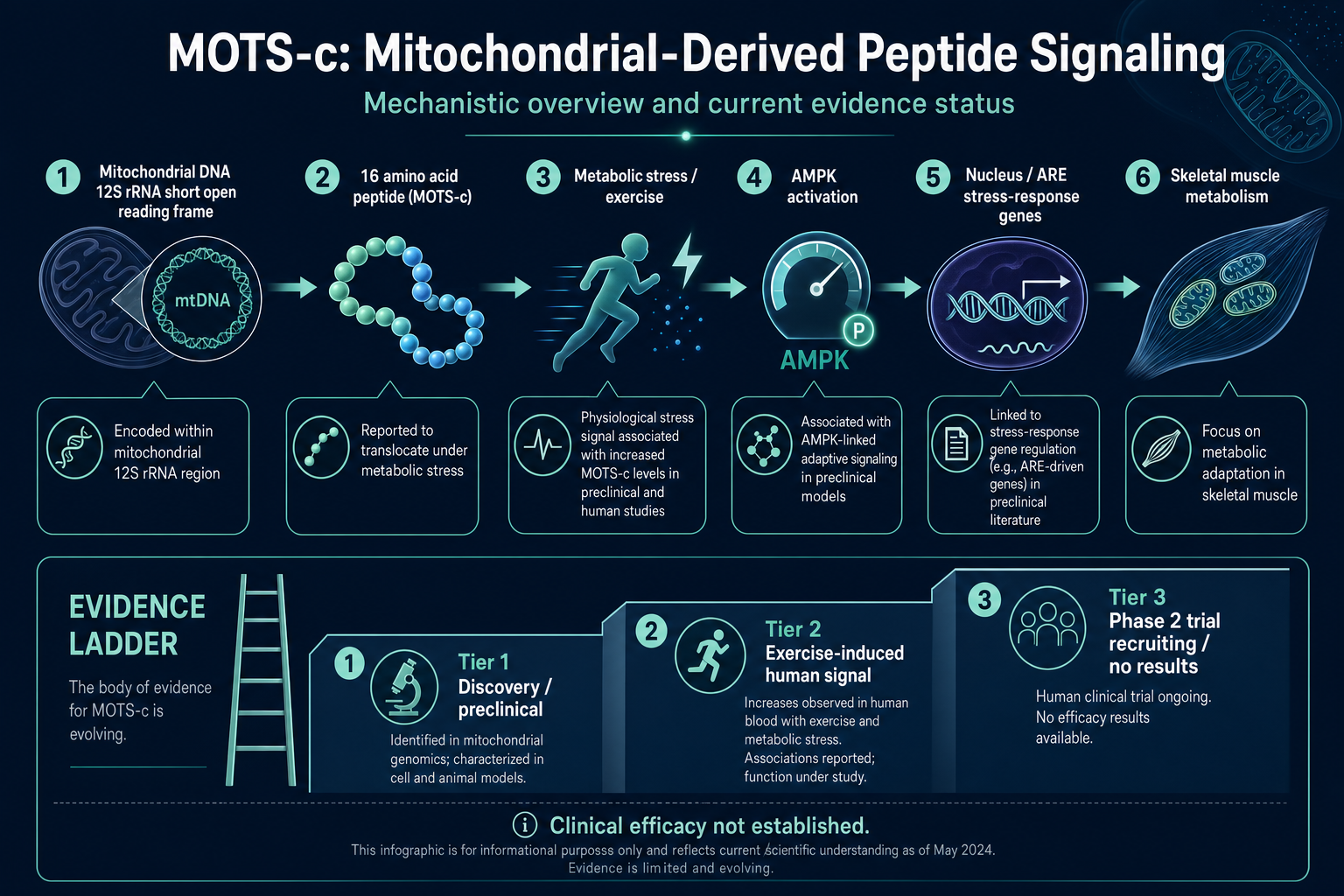 MOTS-c mechanism and evidence ladder infographic